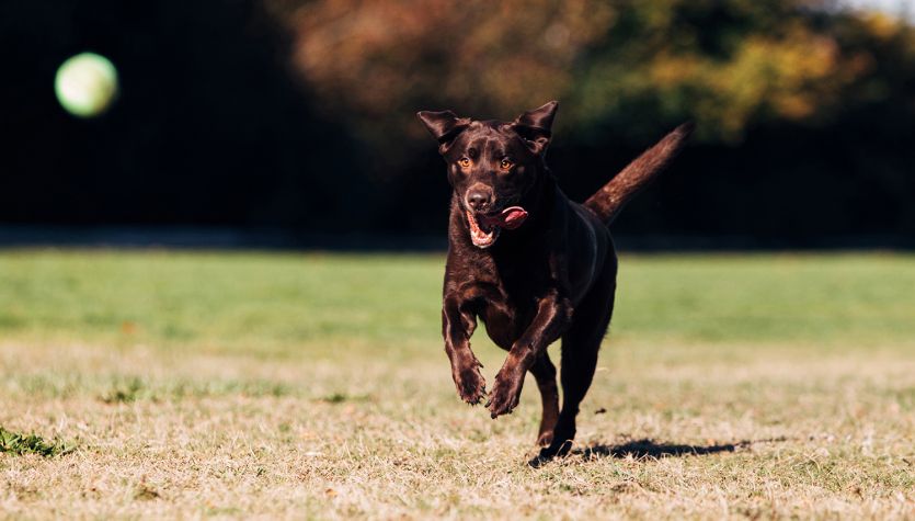 Locating And Repairs For Fences Dog Guard Of Eastern North Carolina
